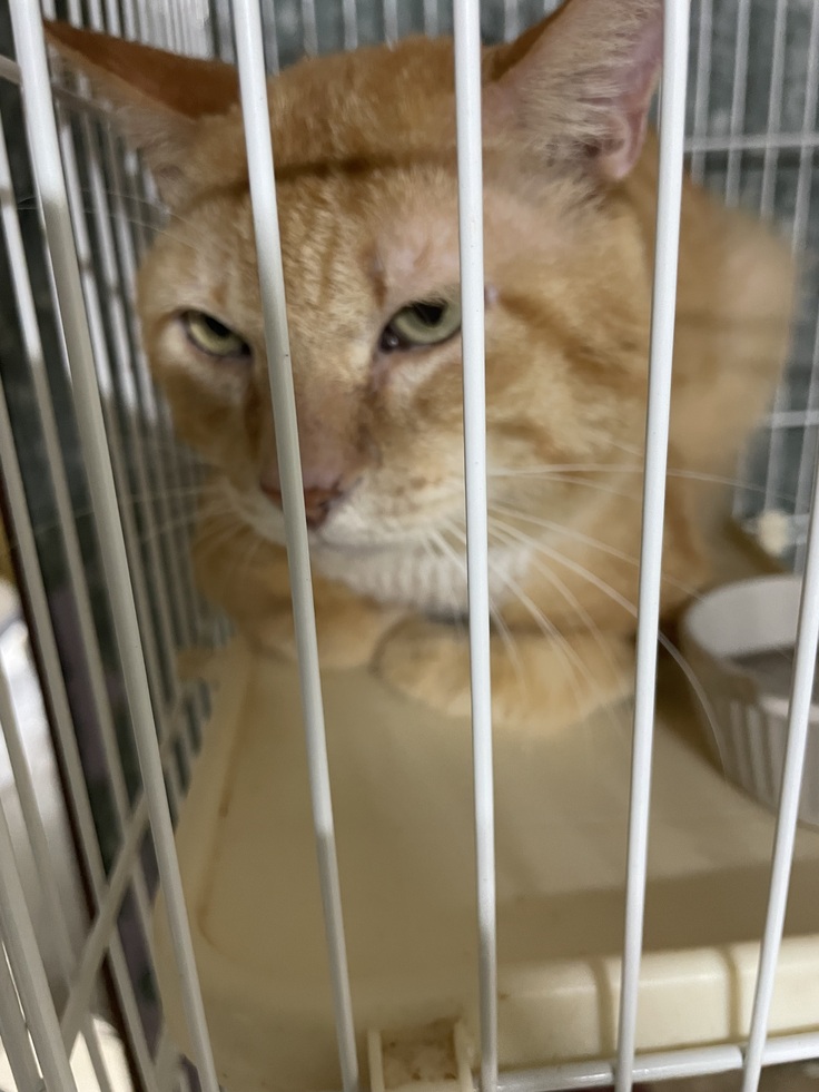 お手手ないない香箱座りのマイコー。