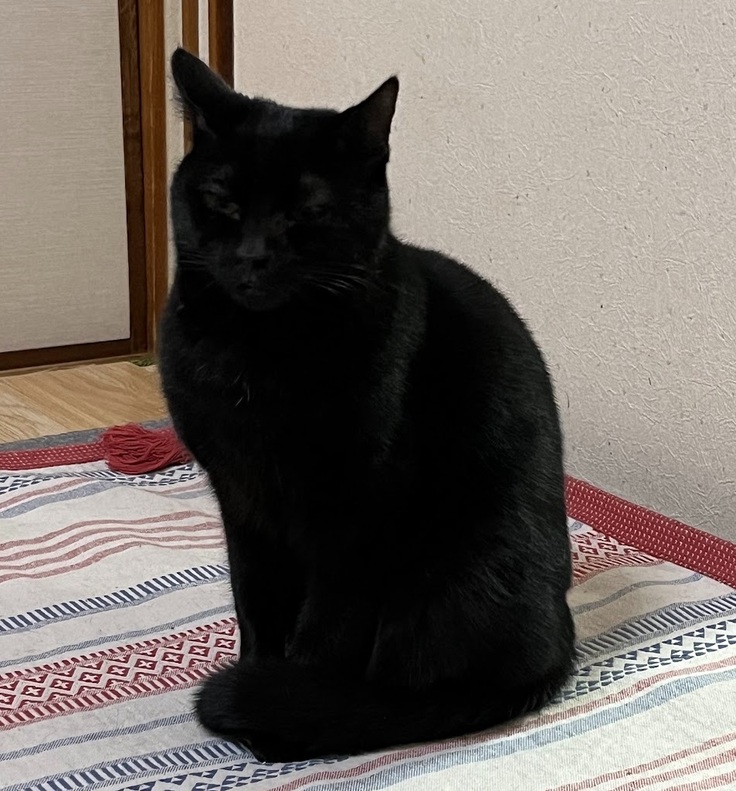 帰ってきたチョコくん大きくなりました