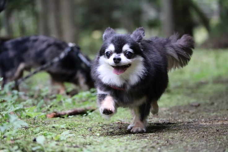 元気に走るプッチ（２０２２年秋）