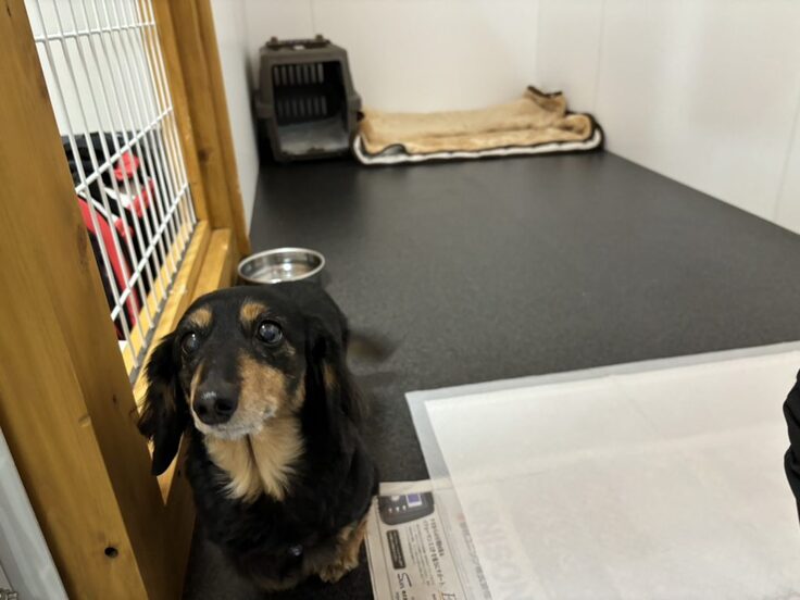 無事に浜松譲渡センターに到着した一時預かりのワンコ②