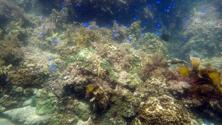 snorkeling2.jpg