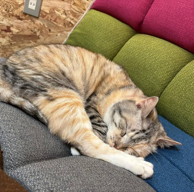 新しい家族が見つかった保護猫