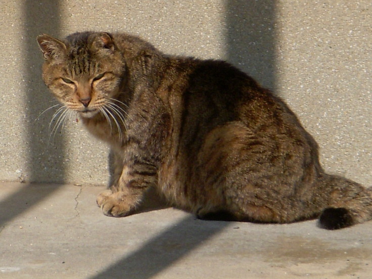 活動報告 地域ネコ動物病院存続にご協力お願いします（井上愛子