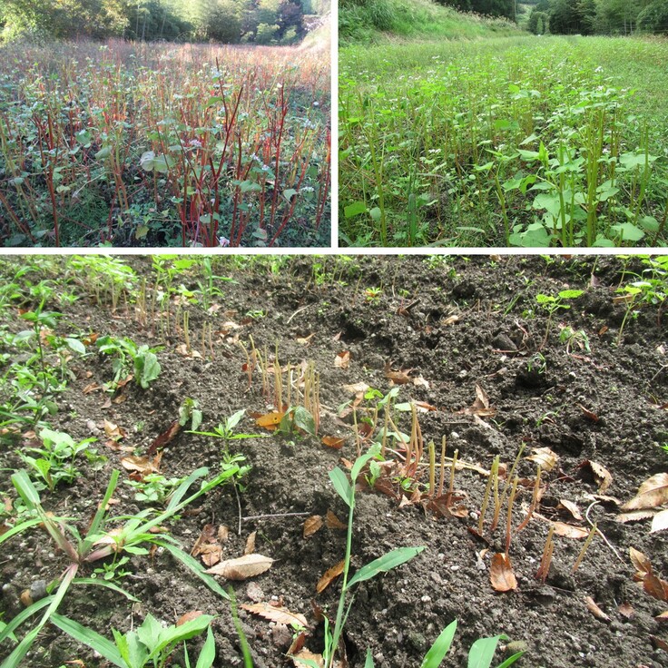 被害にあったそば畑