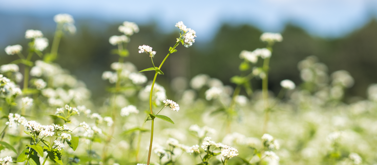 そば畑