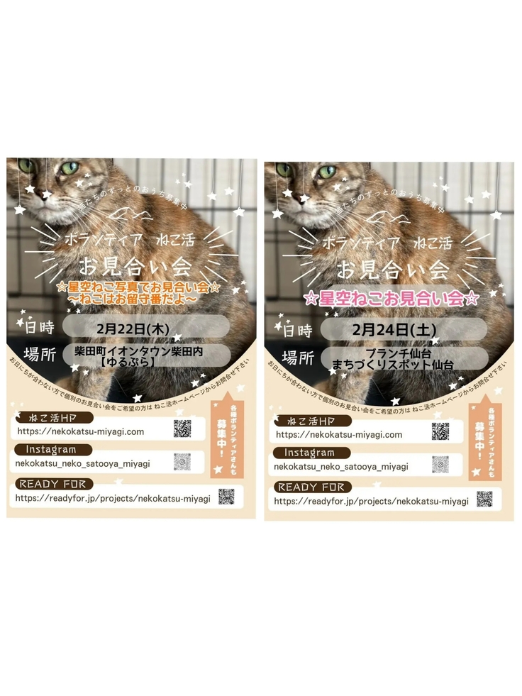 22日(木)24日(土)2箇所・2種類のお見合い会 シンデレラサポーター募集「飼い主のいない猫」から「幸せな飼い猫」へ（ボランティア ねこ活(代表)  2024/02/21 投稿） - 継続寄付 READYFOR