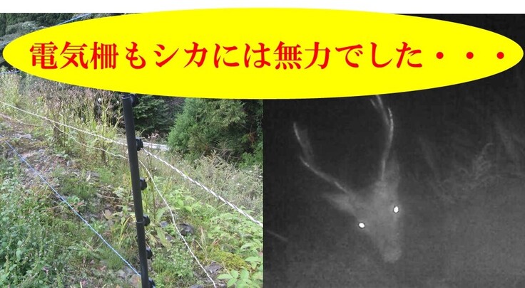 壊れた電気柵、シカ