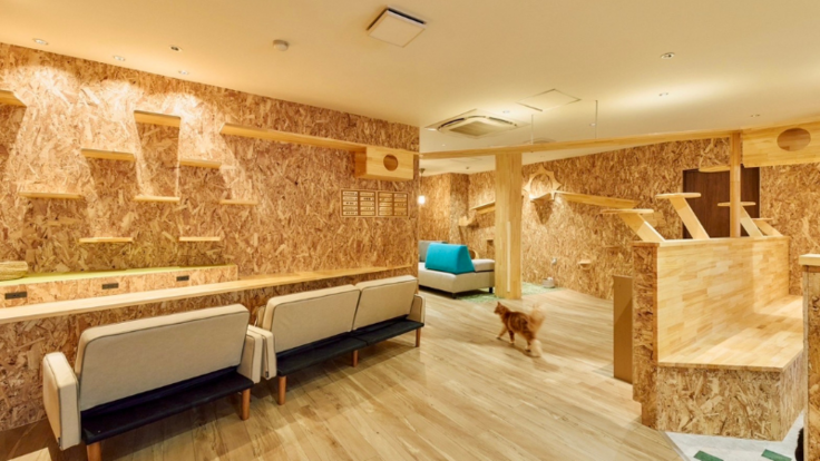 ねことカフェやぽちとたまの役割