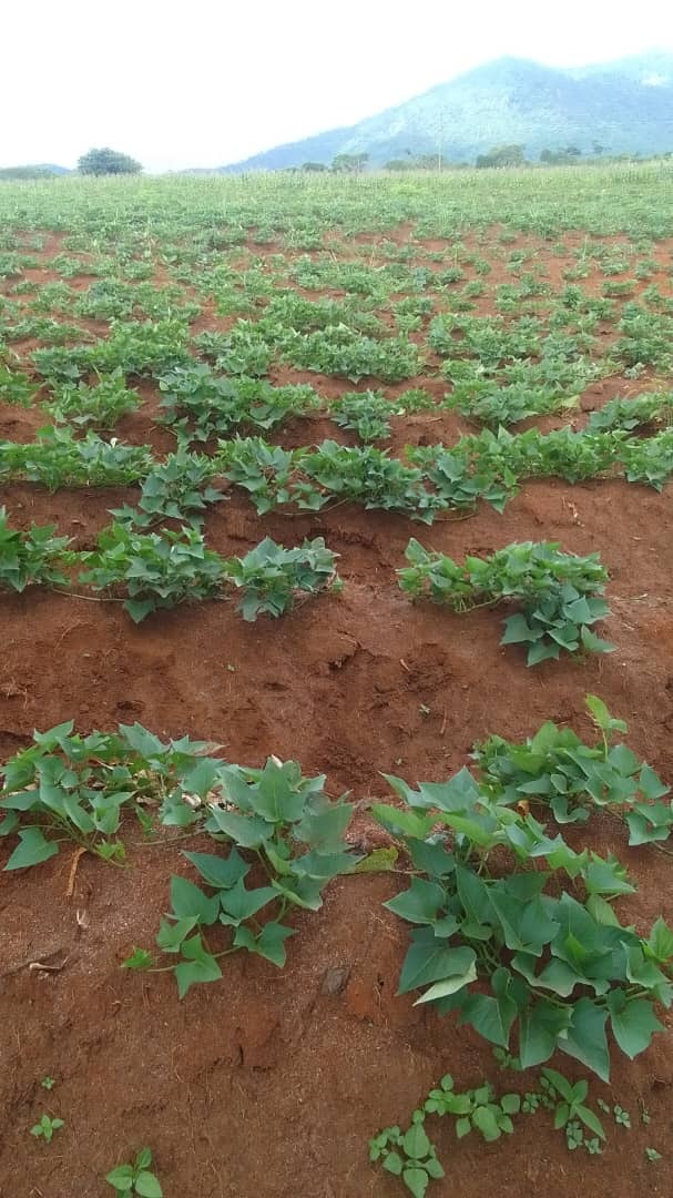 タンザニア・ドドマ州のタマユタカの畑