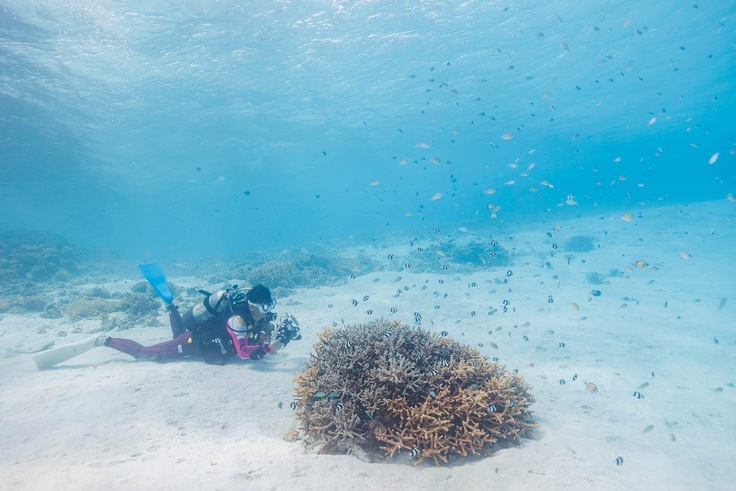 FantaSea_MURAI SACHI