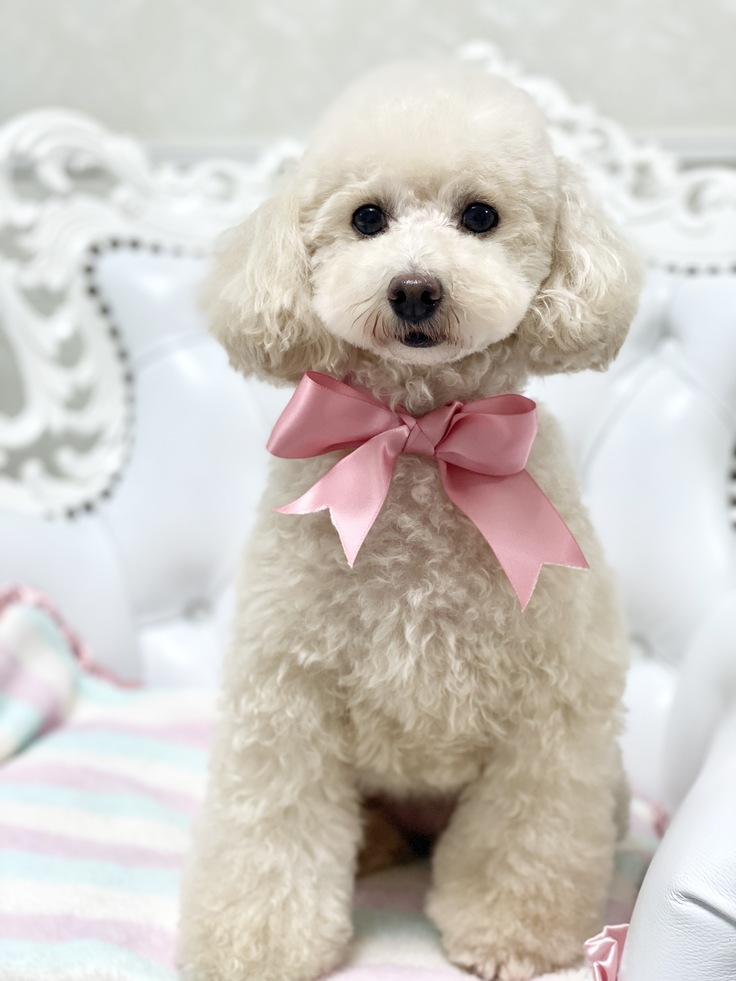 元保護犬のミラちゃん