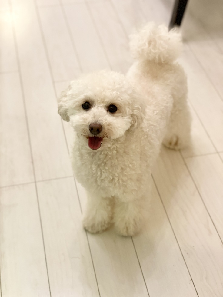 元保護犬のミラちゃん