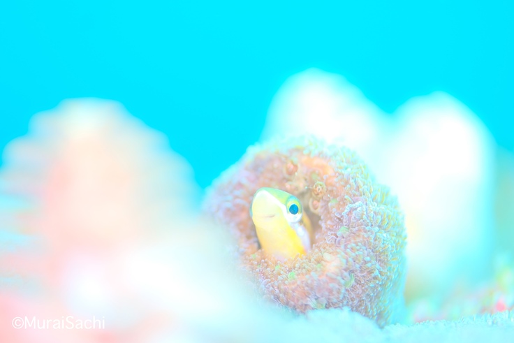 FantaSea_MURAI SACHI