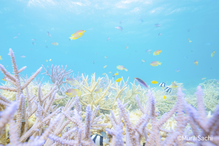 FantaSea_MURAI SACHI