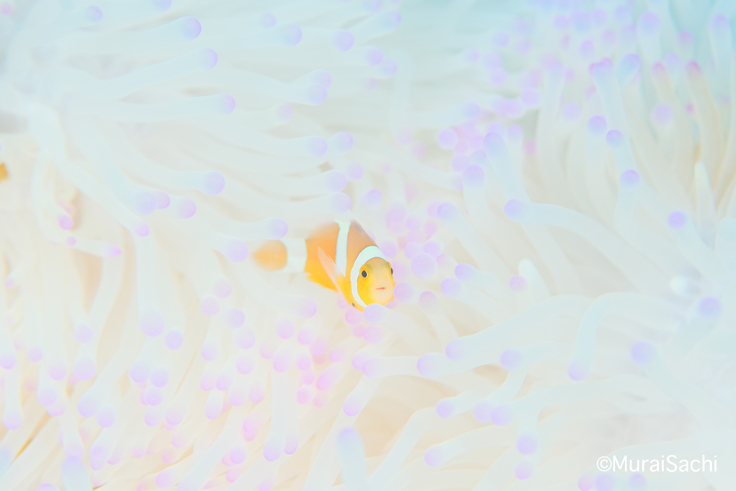 FantaSea_MURAI SACHI