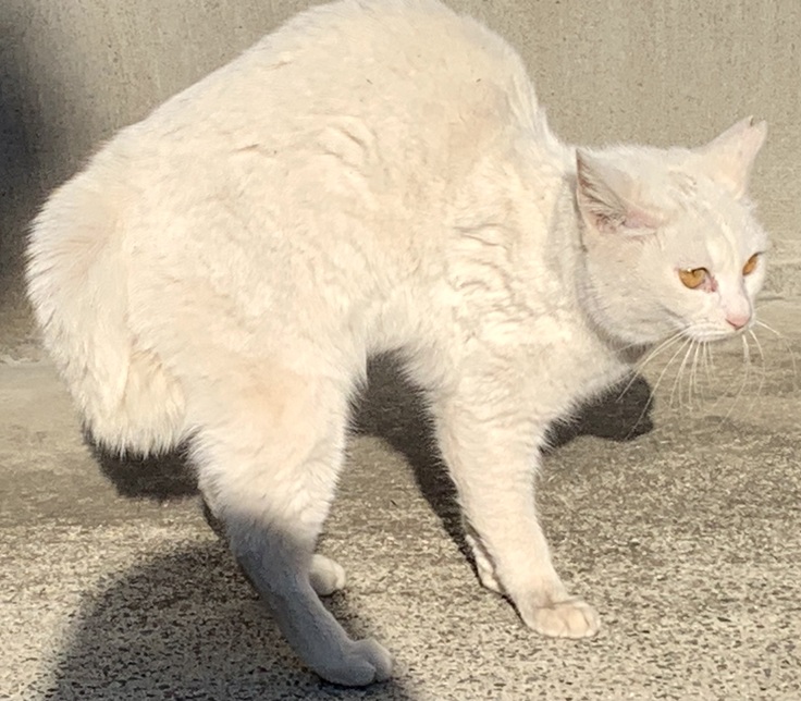 やんのかポーズ