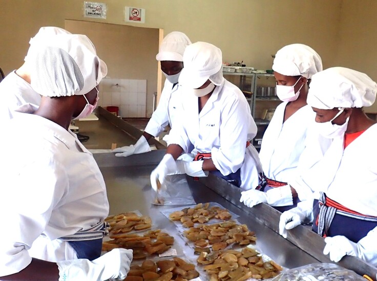 工場で日本向けの干しいものパッキング方法の試験をしている様子