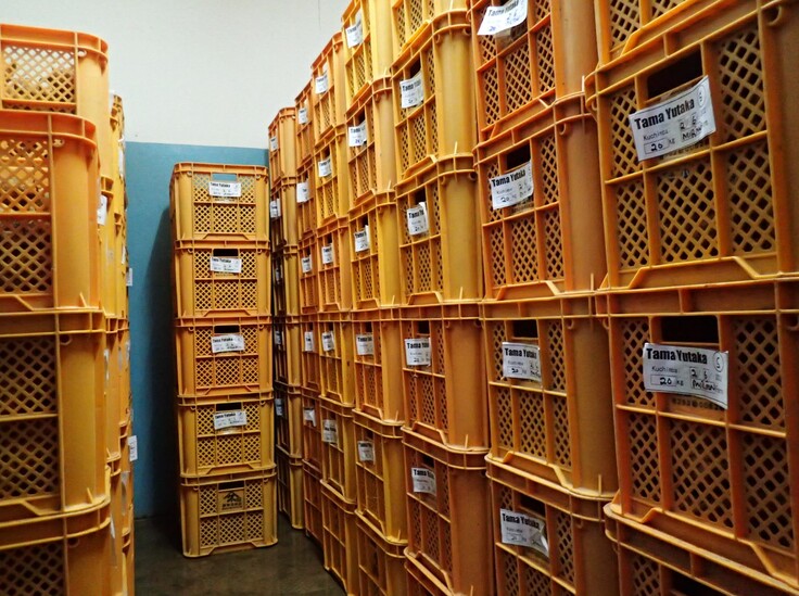 冷蔵庫でタンザニア産タマユタカを糖化している様子