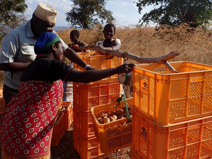 収穫したタマユタカを計量している様子