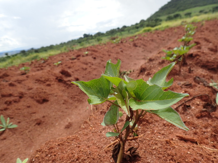 勾留された農家の家族が植えた苗