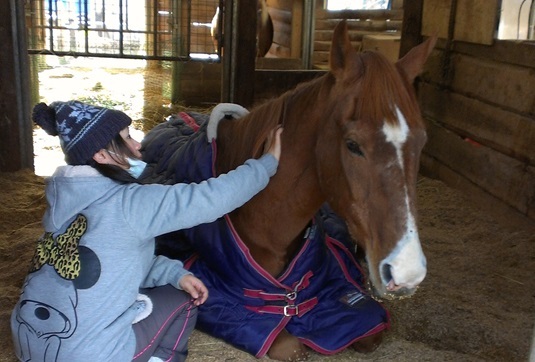 第二目標まであと82万円！】養老馬のお話〜馬と向き合い、心を通わせる ...