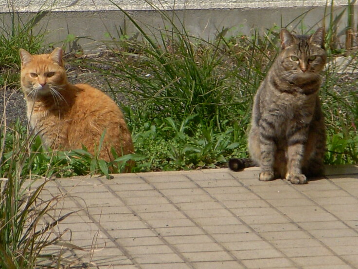 活動報告 地域ネコ動物病院存続にご協力お願いします（井上愛子