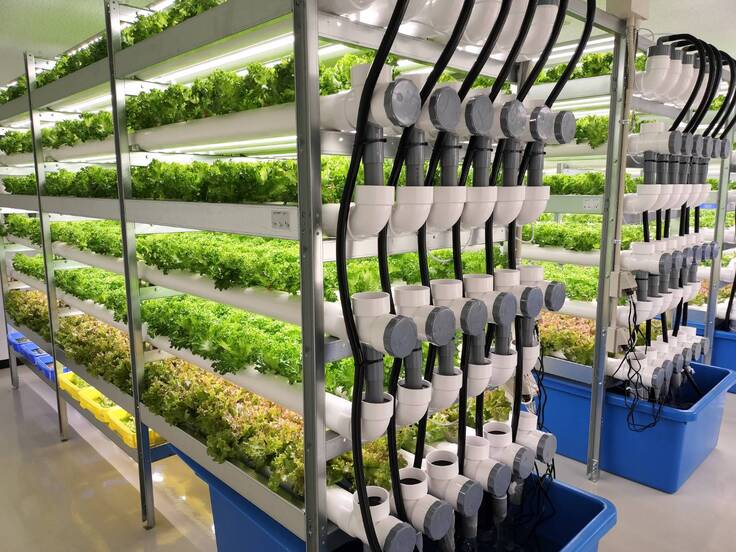 順調に生育し収穫を待つレタスたち