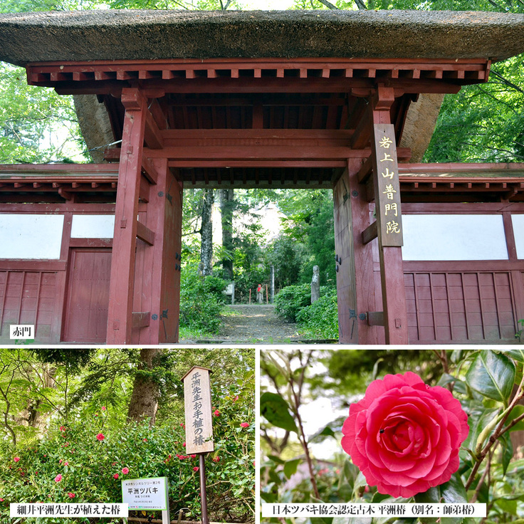 普門院の赤門と平洲椿