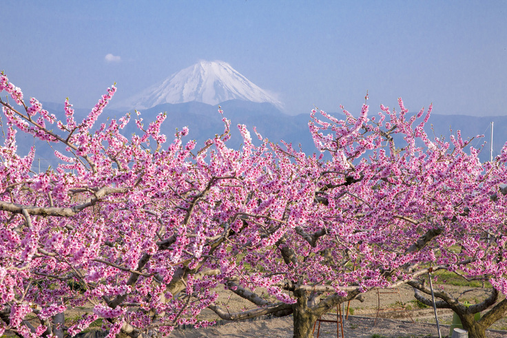 桃の花と富士山