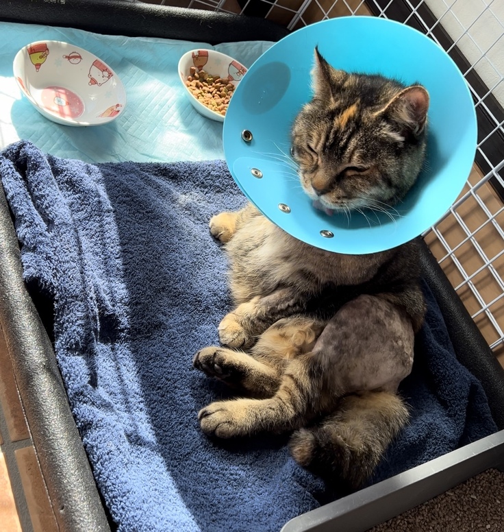 こんな感じで少しずつびーちゃんペースでがんばってます😽