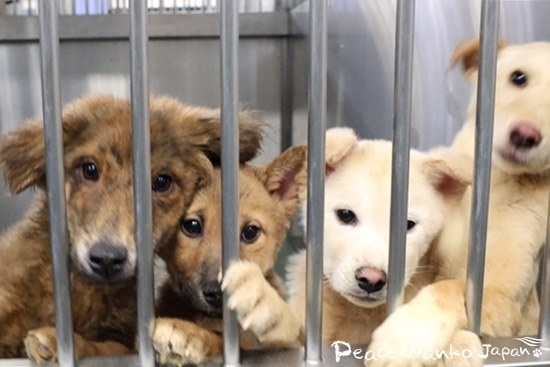 動物愛護センターに保護されている野犬の子犬たち