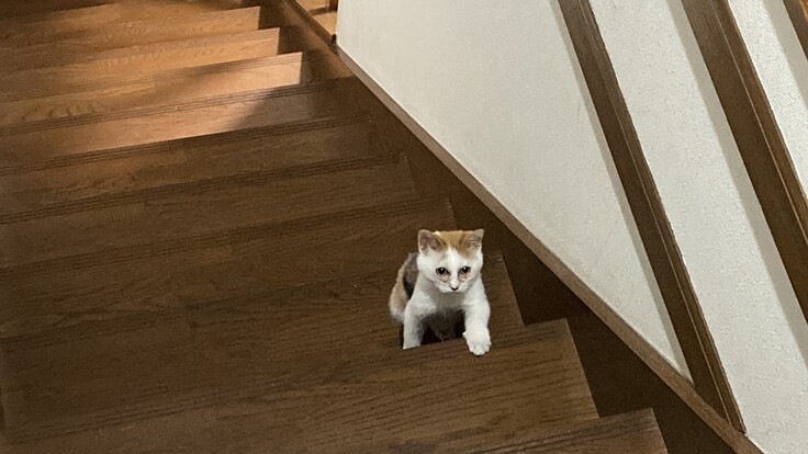 階段を上る様子