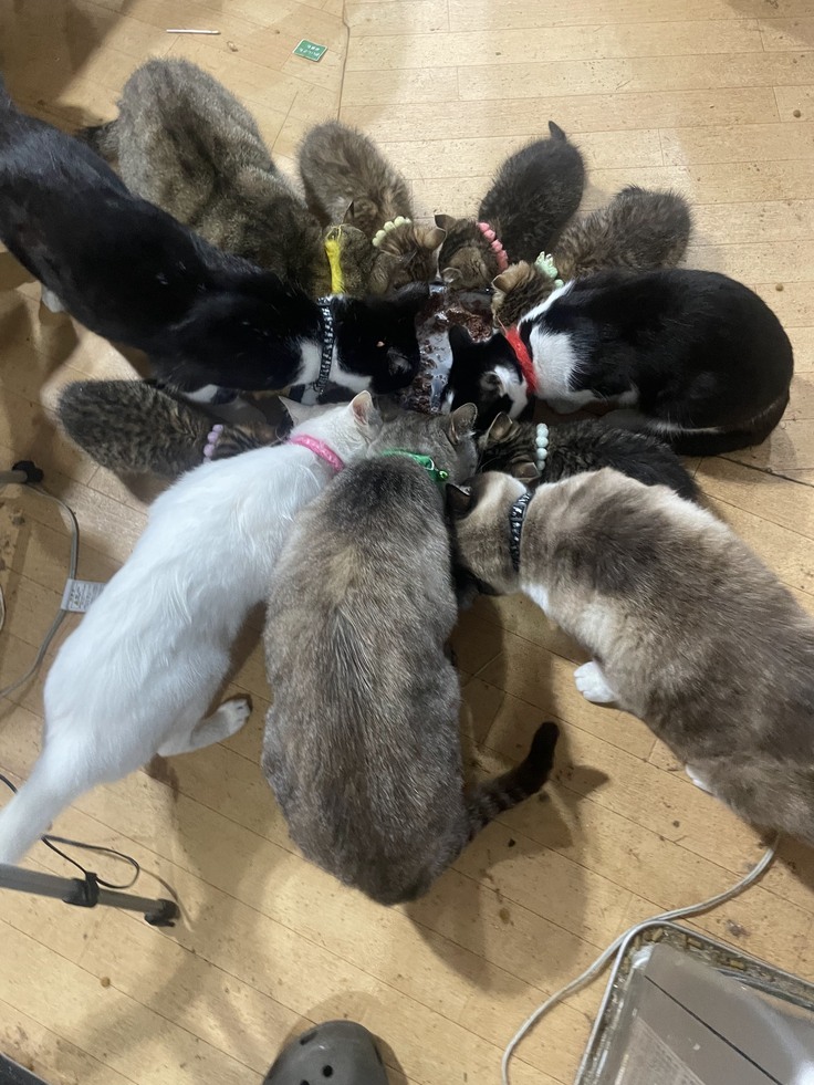 集まって朝ごはんです