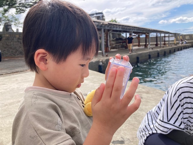 漁港で捕まえた生き物を観察