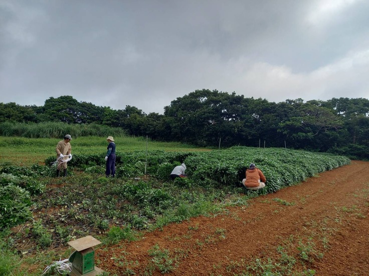 琉球藍の収穫