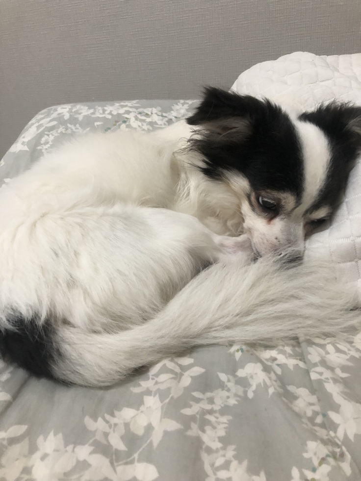 寂しそうなアラン