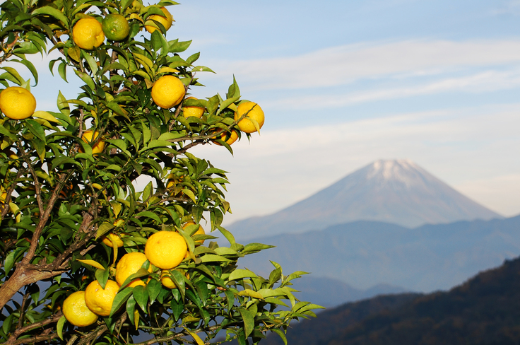 柚子と富士山
