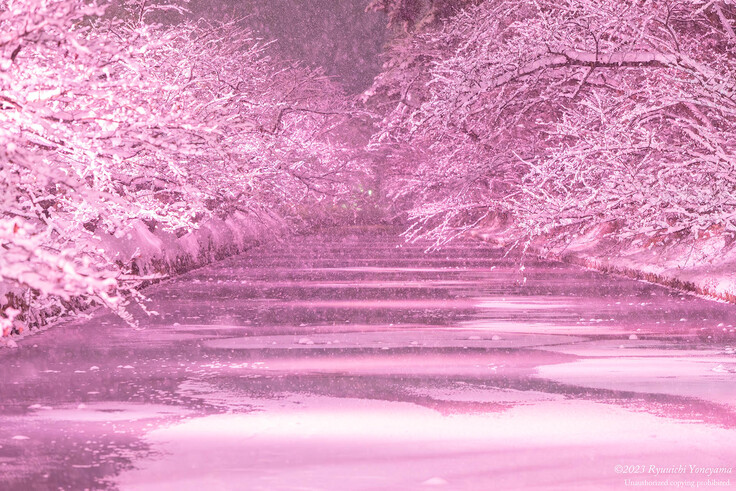 冬桜ライトアップ01