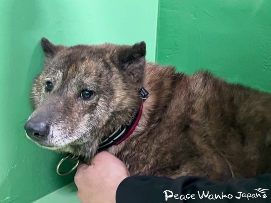 「コアラ」の首には、古くて汚れていた赤い首輪が付いていました。