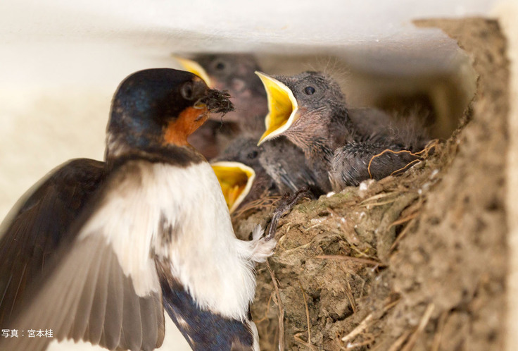 雛に餌を与える親ツバメ