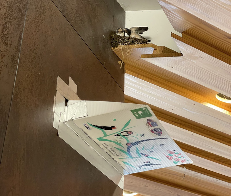 ツバメのフン受け設置風景