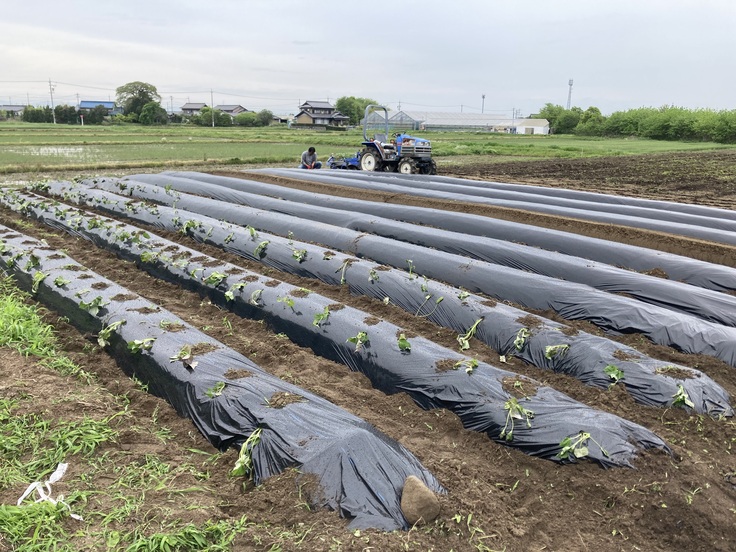 苗を植えた写真