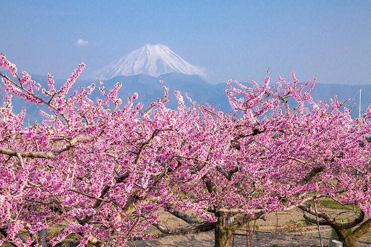 富士山と桃の花