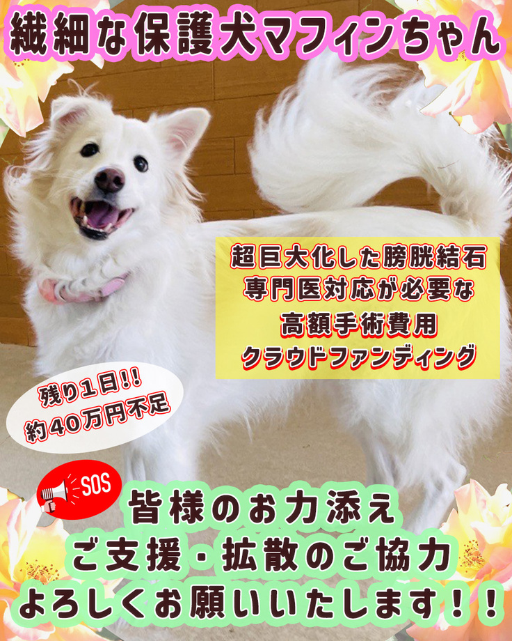 ラスト のコピー.jpg