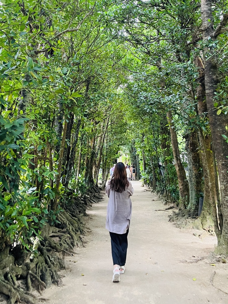 備瀬のフクギ並木にて