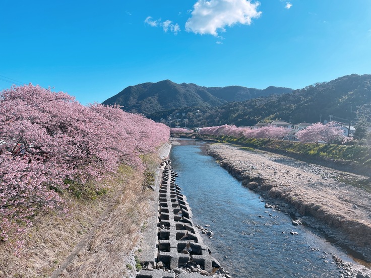 静岡の好きな景色・河津桜