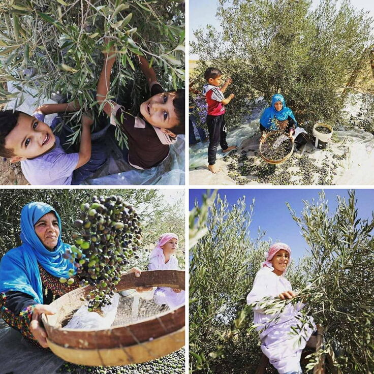 オリーブの収穫