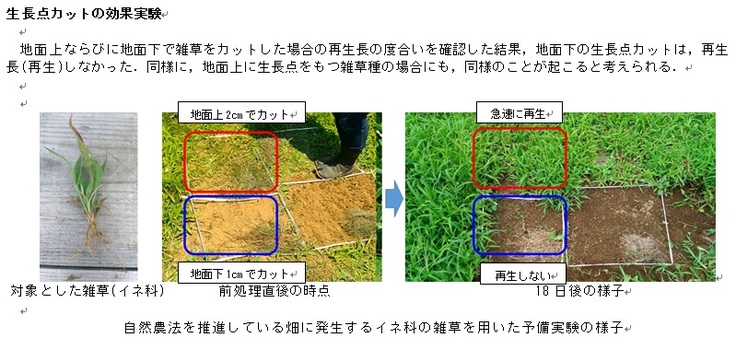 イネ科雑草によるカット方法の効果実験