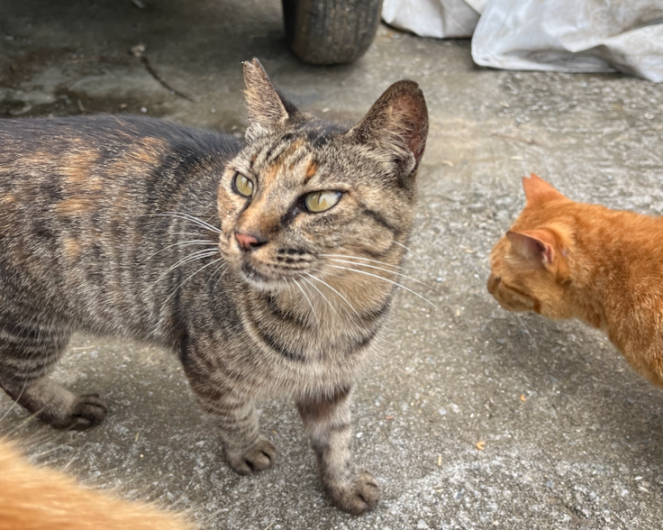 スクリーンショット 2024-05-30 16.05.28.png