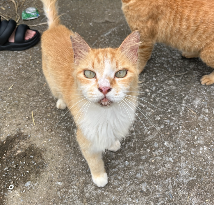 スクリーンショット 2024-05-30 16.10.48.png